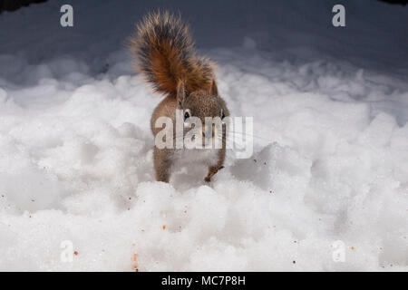 MAYNOOTH, ONTARIO, CANADA - 13 Avril 2018 : un écureuil roux (Tamiasciurus hudsonicus), partie de la famille des Odontophoridae fourrages pour l'alimentation. ( Ryan Carter ) Banque D'Images