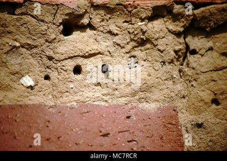 Une guêpe monte dans un tube de reproduction d'un insecte hôtel fait d'argile et de roseau. Banque D'Images