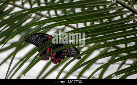 Papillon rouge et noir perché sur une branche de palmier stripey. C'est vue par le dessous. Banque D'Images