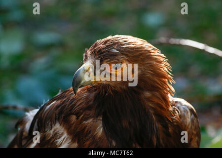 Une vieille l'Aigle royal (Aquila chrysaetos) en captivité après avoir été blessé et sauvé quand les jeunes. Banque D'Images