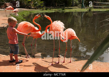 Jardin tropical avec kid et les oiseaux exotiques de près. Petit garçon est l'alimentation flamant rose Banque D'Images