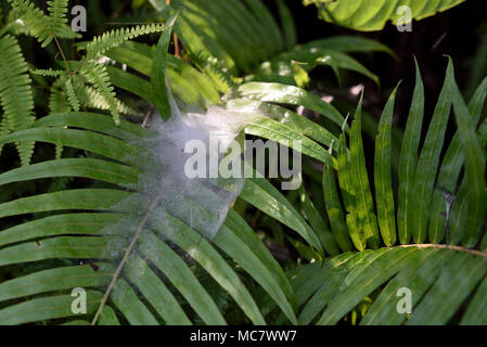 Rosée sur toile d'araignee sur feuilles vertes, Thaïlande Banque D'Images