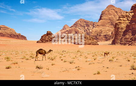 Chameau dans le désert de Wadi Rum, Jordanie Banque D'Images