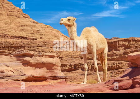 Chameau dans le désert de Wadi Rum, Jordanie Banque D'Images