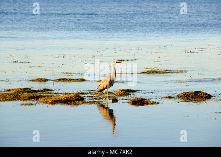 Face blanc nourriture Heron à marée basse au petit matin au milieu des rochers couverts d'algues Neptune's necklace (Hormosira banksii) Banque D'Images