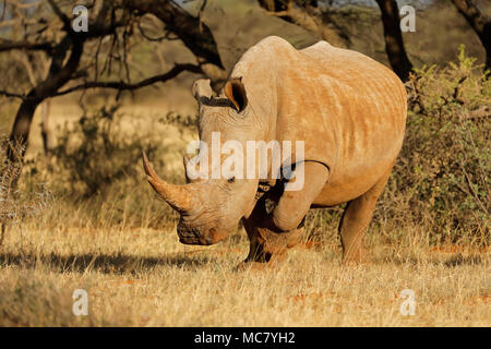 Un rhinocéros blanc (Ceratotherium simum) pâturage dans l'habitat naturel, l'Afrique du Sud Banque D'Images