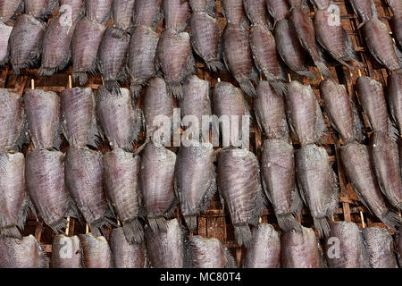 Poisson séché soleil unique faite de Trichogaster pectoralis poisson, mettre en ordre du soleil sur la table en bambou. Banque D'Images