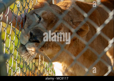 Cette cougar reçoit un peu d'attention de l'un des gardiens d'animaux à Cedarhill sanctuaire dans le Mississippi. Banque D'Images