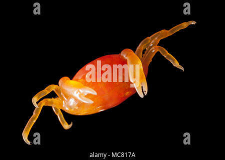 Une femelle Pinnotheres pisum pois, crabe, trouvés dans une coque Cerastoderma edule,. Le PEA est un crabe crabe parasite qui vit à l'intérieur de la coquille de m Banque D'Images