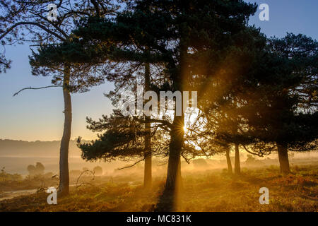 Beau printemps tôt le matin, la lumière du soleil sur le parc national New Forest Banque D'Images