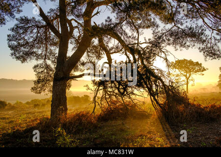 Beau printemps tôt le matin, la lumière du soleil sur le parc national New Forest Banque D'Images