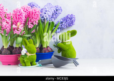 Rose et bleu Jacinthe fleurs fraîches avec des lapins et le jardinage des péages sur fond gris clair Banque D'Images