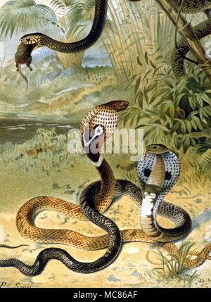 Serpents Cobras et un rat-serpent. Chromolithographie par Smit, à partir de l'édition 1896 de l'Scalter P 'Le Royal Histoire naturelle" Banque D'Images