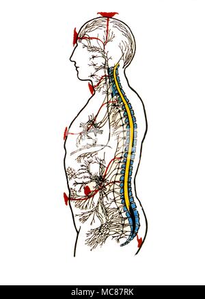 Chakras diagramme de la fin du xixe siècle provenant de sources théosophiques après le travail de Leadbeater décrivant la relation entre les sept chakras et la moelle épinière Banque D'Images