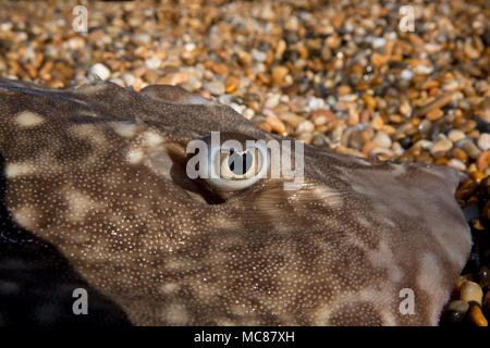 Un Thornback ray pris pêche côtière à partir de la plage de Chesil dans Dorset avant d'être libérés vivants montrant le détail de ses yeux. Thornbacks alon Banque D'Images