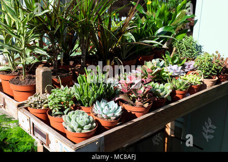 Plantes de maison et plantes succulentes poussant dans de petits pots pour Vente à l'extérieur d'un magasin à Exmouth Market à Islington London R.-U. KATHY DEWITT Banque D'Images