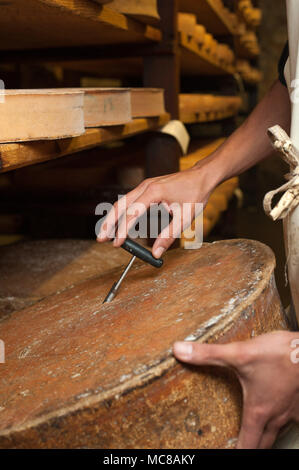 Rognaix (Alpes, au sud-est de la France). Société "Les caves d'affinage des fromages de Savoie, mûrisseur. Ronde de fromage de Beaufort Banque D'Images