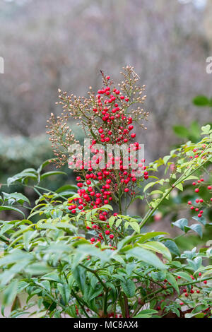 La Nandina domestica. Bambou céleste baies Richmond Banque D'Images