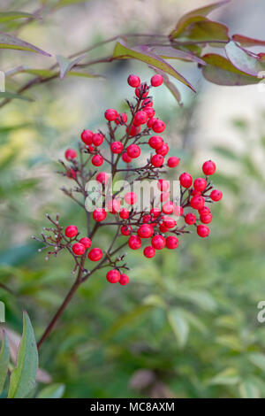 La Nandina domestica. Bambou céleste baies Richmond Banque D'Images