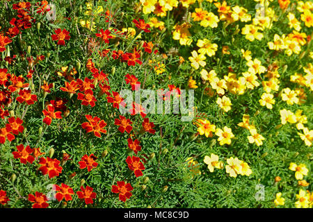 Fleurs colorées lumineuses fleurs de. Floral background. La vue supérieure. Banque D'Images