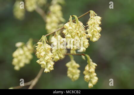 Les fleurs odorantes de Corylopsis glabrescens à Clyne gardens, Swansea, Pays de Galles, Royaume-Uni. Banque D'Images