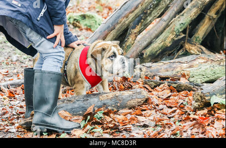 Anglais / British Bulldog puppy en promenade dans la campagne, England, UK. Banque D'Images