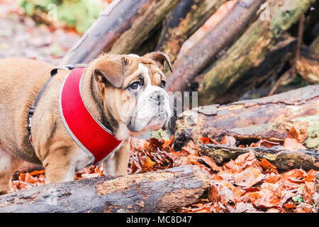 Anglais / British Bulldog puppy en promenade dans la campagne, England, UK. Banque D'Images