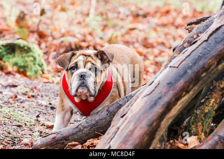 Anglais / British Bulldog puppy en promenade dans la campagne, England, UK. Banque D'Images