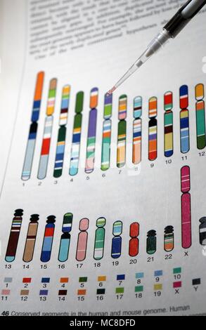 L'acide désoxyribonucléique (ADN) la recherche avec le chromosome référence dans l'arrière-plan. Banque D'Images