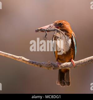 White-throated kingfisher (Halcyon smyrnensis) avec un gecko dans son bec, Néguev, Israël. Banque D'Images