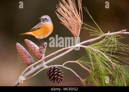 (Phoenicurus phoenicurus rougequeue mâle) perché sur une branche d'arbre de pin. Cet oiseau est considéré comme un Vieux Monde huppé et se retrouve dans toute l'Europe en été. Il migre vers l'Afrique du nord en hiver et se nourrit principalement sur les insectes ailés. Photographié en Israël, en octobre. Banque D'Images