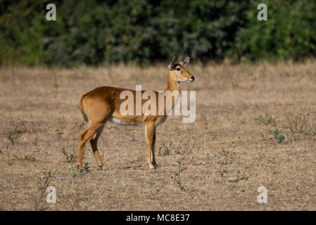 PUKU KOBUS VARDONII (femelle) DEBOUT SUR SAVANE OUVERTE, Zambie Banque D'Images