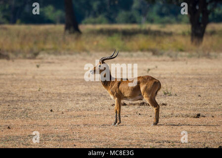 PUKU KOBUS VARDONII (mâle) DEBOUT SUR SAVANE OUVERTE, Zambie Banque D'Images