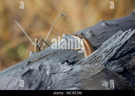 Rayé de l'Afrique (TRACHYLEPIS SCINQUE STRIATA) REPOSANT SUR LE LOG, Zambie Banque D'Images