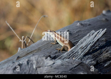 Rayé de l'Afrique (TRACHYLEPIS SCINQUE STRIATA) REPOSANT SUR LE LOG, Zambie Banque D'Images