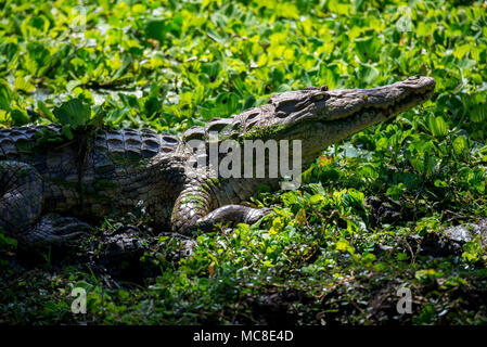 Le crocodile du Nil (Crocodylus niloticus) AU SOLEIL AU BORD DE L'EAU, EN ZAMBIE Banque D'Images