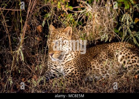 AFRICAN LEOPARD (Panthera pardus PARDUS) REPOSANT DANS LA NUIT, BROSSE EN ZAMBIE Banque D'Images