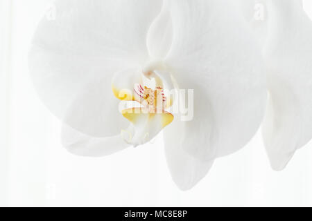 Les orchidées sont une maison parfaite avec des jolies couleurs et facile à entretenir. Ces variétés sont blanc et violet. Banque D'Images