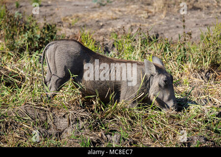 Les femelles de la Phacochère (PHACOCHOERUS AFRICANUS) se nourrissent d'HERBES DANS LA SAVANE, Zambie Banque D'Images