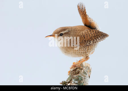 Troglodyte mignon (Troglodytes trogolodytes), adulte perché sur une branche Banque D'Images