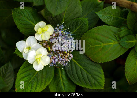 Inflorescence de hortensia Hydrangea macrophylla (bigleaf hydrangea, hortensia lacecap français, Hydrangea, hortensia de balai ou penny mac) avec Banque D'Images