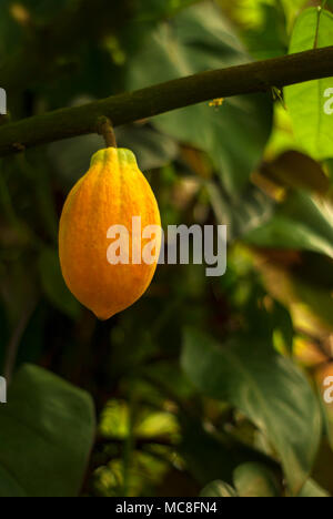 Presque mûr (cacaoyer cacaoyer) fruits accrocher sur une branche Banque D'Images