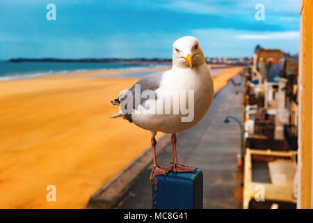 Mouette à Saint-Malo, Bretagne, France Banque D'Images