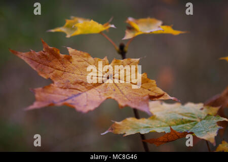 Feuilles d'érable changeant de couleur sur l'arbre en automne, temps couvert de rosée du matin. Banque D'Images