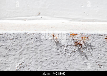 Fourmis Orange connue par les termites de contre mur blanc. Banque D'Images