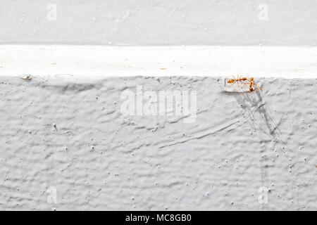 Fourmis Orange connue par les termites de contre mur blanc. Banque D'Images