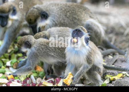 Groupe de singes verts [Chlorocebus sabaeus] l'alimentation. Réserve animalière de la Barbade. Banque D'Images