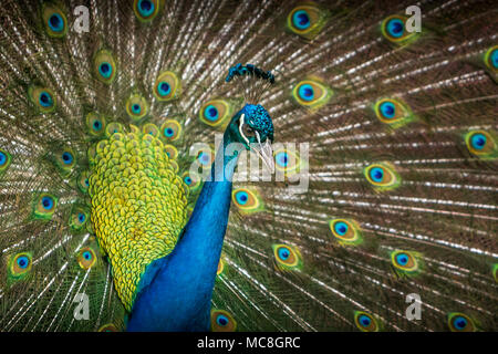 Belle [Pavo cristatus paon] avec sa queue s'est ouverte. Réserve animalière de la Barbade. Banque D'Images
