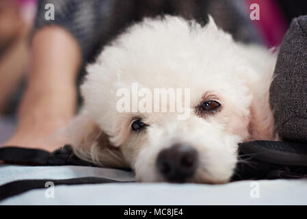 Petit Caniche blanc à l'intérieur de la table sur la tête Banque D'Images