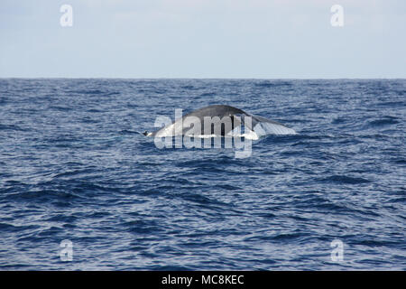 Une baleine bleue levée sa queue queue devant la côte de Mirissa, Sri Lanka Banque D'Images